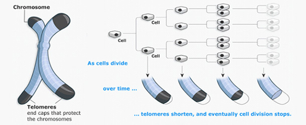 Chromosomes and Telomeres