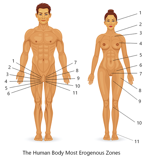 Human Body Most Erogenous Zones