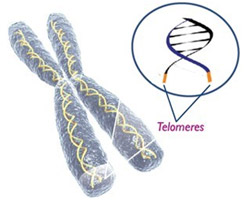 Telomeres