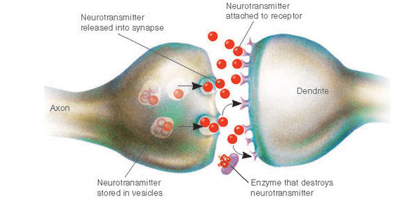 Neurotransmitters