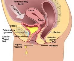Vaginal Anatomy